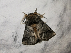 Thaumetopoea processionea