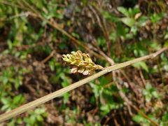 Flemingia macrophylla