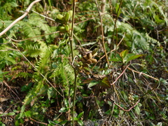 Flemingia macrophylla