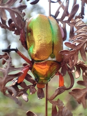 Anoplognathus viridiaeneus