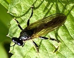 Dioctria cothurnata