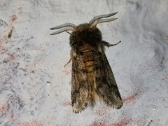 Thaumetopoea processionea