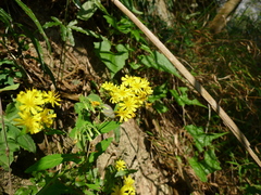 Crepidiastrum denticulatum