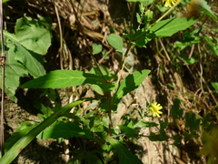Crepidiastrum denticulatum