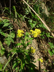 Crepidiastrum denticulatum
