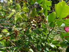 Dalbergia benthamii