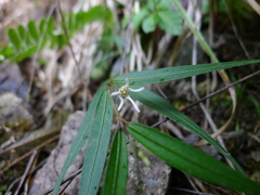 Pentasachme caudatum