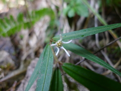 Pentasachme caudatum