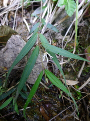 Pentasachme caudatum