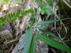 Pentasachme caudatum