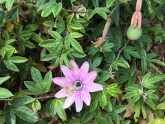 Passiflora pinnatistipula