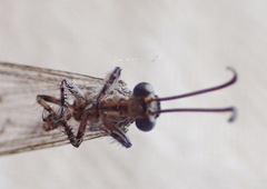 Neuroleon