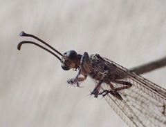 Neuroleon