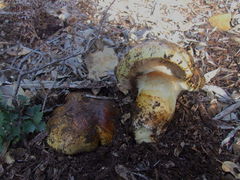 Cortinarius ponderosus