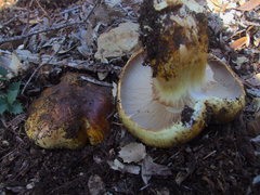 Cortinarius ponderosus