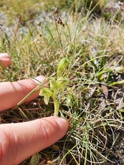 Pterostylis tanypoda