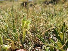 Pterostylis tanypoda