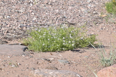 Cakile maritima baltica