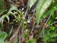 Hedyotis caudatifolia