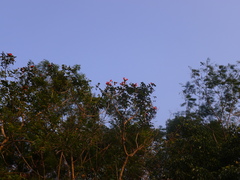 Spathodea campanulata