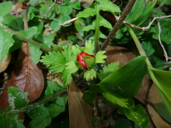 Potentilla hebiichigo