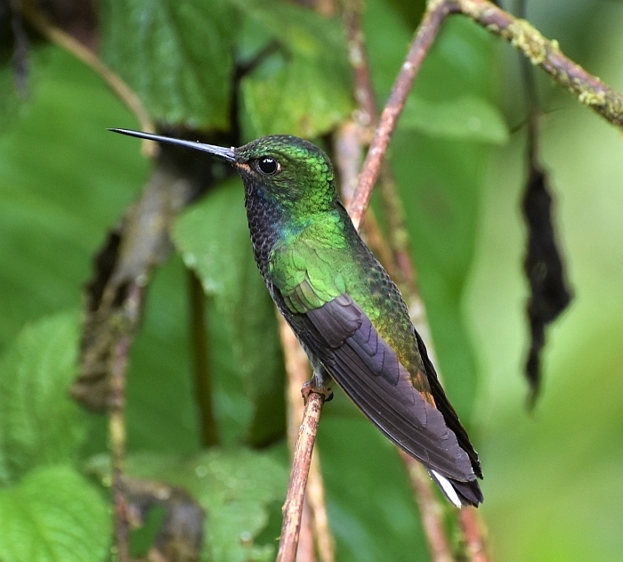White-tailed Hillstars