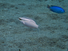 Scolopsis trilineata