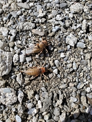 Deinacrida connectens