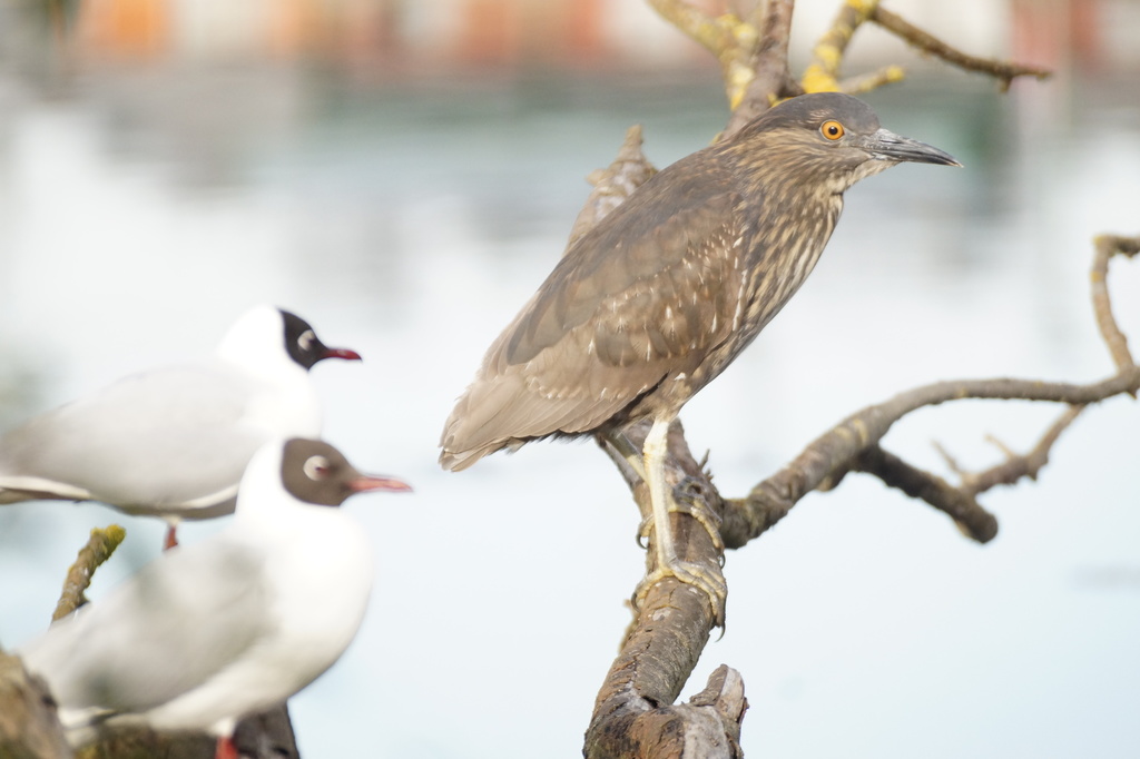 Dusky Black-crowned Night Heron (Subspecies Nycticorax