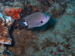Pycnochromis delta