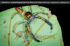 Colopsus