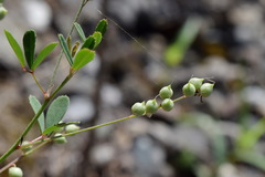 Melilotus neapolitanus