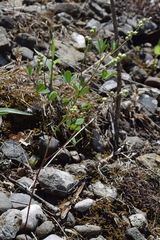 Melilotus neapolitanus