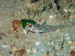Flasher Sand-Goby photo 3