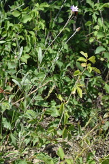Xeranthemum cylindraceum