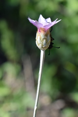 Xeranthemum cylindraceum