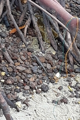 Emoia atrocostata