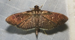 Pilocrocis ramentalis