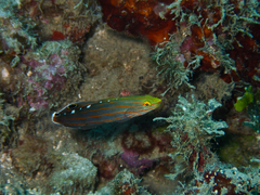 Koumansetta rainfordi