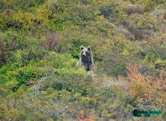 Ursus arctos arctos