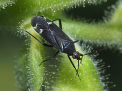 Macrotylus quadrilineatus