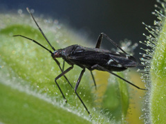Macrotylus quadrilineatus