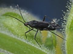 Macrotylus quadrilineatus