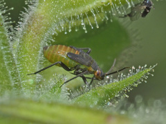 Macrotylus quadrilineatus