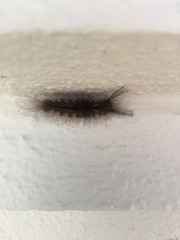 Dasychira chekiangensis