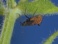 Macrotylus quadrilineatus