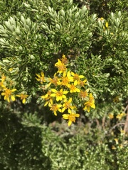 Brachyglottis cassinioides