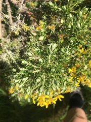 Brachyglottis cassinioides