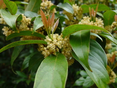 Lindera kwangtungensis