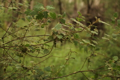 Chorilaena quercifolia